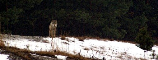 W�lfin des Seenlandrudels